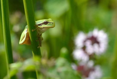 Laubfrosch grüner Laubfrosch