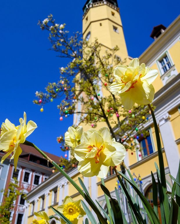 Rathaus im Frühling Im Vordergrund gelbe Narzissen, dahinter gelbes Rathaus und blauer Himmel