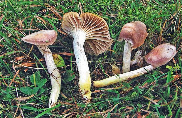 Pilze Vier Pilze liegen im Gras