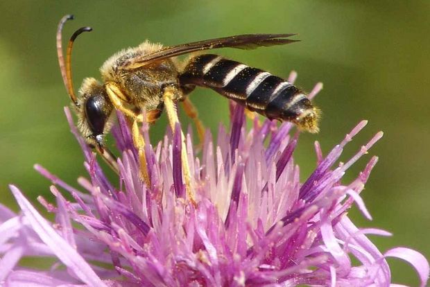 Wildbiene auf Blüte Wildbiene auf Blüte