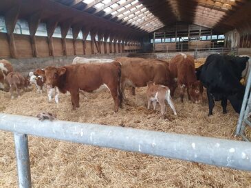 WhatsApp_Image_2024-12-18_at_11