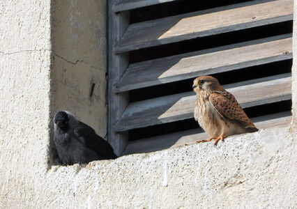 Dohle und Turmfalke Dohle und Turmfalke vor einem Fenster