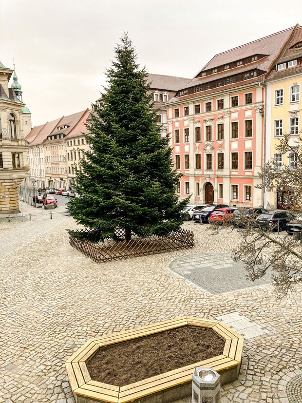 Nordmanntanne der Familie Reck in Bautzen