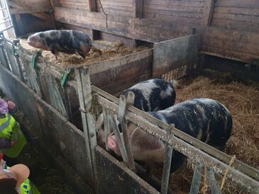 WhatsApp_Image_2024-12-18_at_11