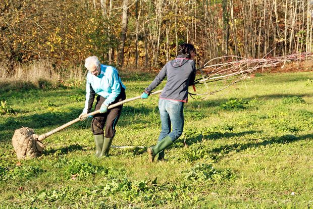 Baumpflanzung Personen ziehen im Rahmen eines Arbeitseinsatzes einen Baum über eine Wiese