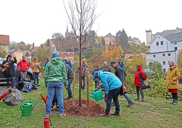 Baumpflanzung Bürgernetzwerk Bautzen pflanzt gemeinsam einen Baum