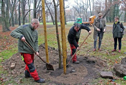 Baumpflanzung Zwei Männer in Arbeitskleidung beim Pflanzen eines Baumes