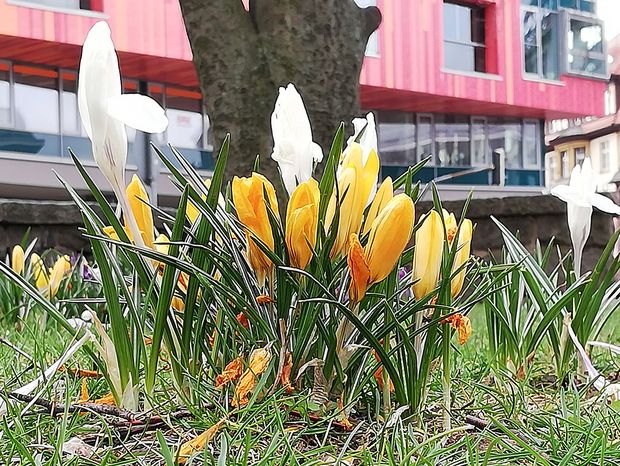weiße und gelbe Krokusse wachsen auf der Wiese vor dem Museum Bautzen