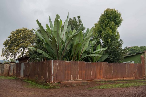 Exotischer Garten Exotische Bäume mit großen Blättern stehen in einem Garten der von einem braunen Zaun umrandet wird