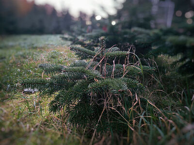 Für das Weihnachtsfest 2024 zu klein – der Baumbestand in der Plantage Mehlteuer Miniweihnachtsbaum