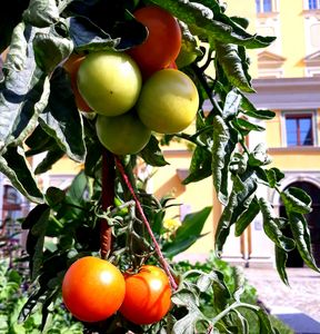 Tomtenpflanze mit zwei roten und zwei unreifen Tomaten im Hintergrund das Rathaus