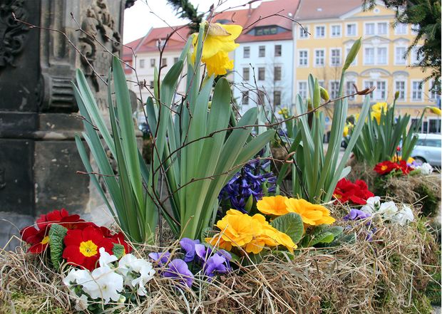 Osterbrunnen auf Fleischmarkt Osterbrunnen: Im Vordergrund Narzissen, Primeln, Hyazinthen im Hintergrund Häuserzeile Fleischmarkt
