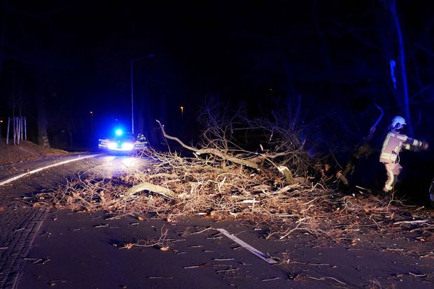 Feuerwehr beseitigt umgestürzten Baum