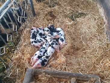 WhatsApp_Image_2025-05-06_at_08