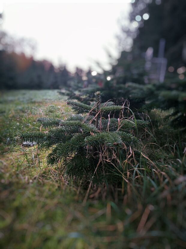 Für das Weihnachtsfest 2025 zu klein – der Baumbestand in der Plantage Mehlteuer.