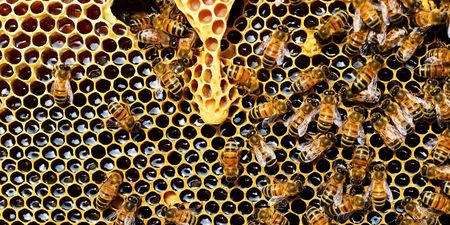 Honigbienen auf Wabe