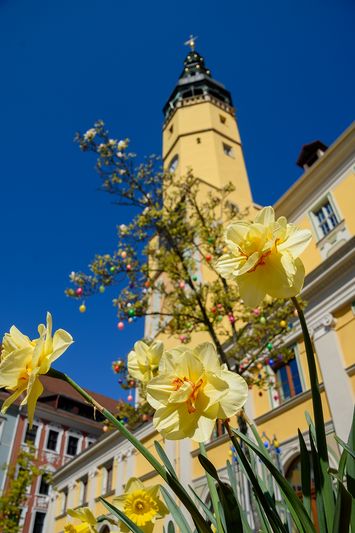 gelbe Blumen im Hintergrund das Rathaus